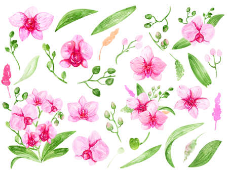 Pink Orchids collection Watercolor hand-painted tropical flower for Greeting Cards, Invitation Cards, Cardsの写真素材