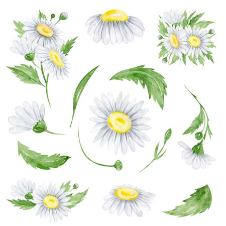 Watercolor daisies flowers clipart Flora arrangement for wedding invitations, birthday cards, cards and patternsの写真素材