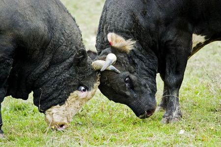 Bulls fighting on a meadowの写真素材