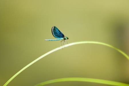 Blue water bug standing on narrow long leaf over waterの写真素材