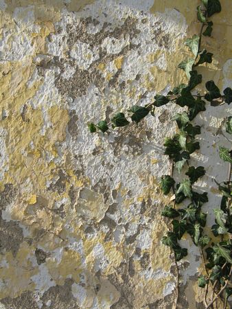 Ivy climbing up old wallの写真素材