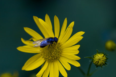 Arnica montana with little black bug on it - photo taken in Austrian Alps near Saalbachの写真素材