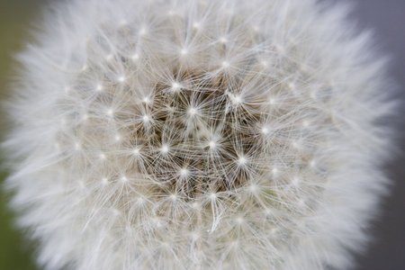 Dandelion blowball ready to fly close up