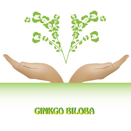 Ginkgo biloba plant in hand backgroundのイラスト素材