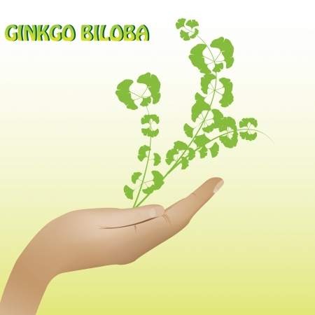 Ginkgo biloba plant in hand backgroundのイラスト素材