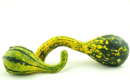Autumn decorative pumpkins green yellowの写真素材