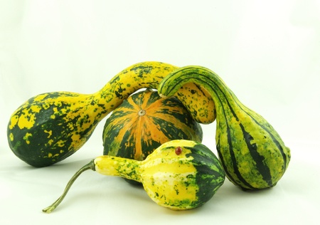Autumn decorative pumpkins green yellowの写真素材