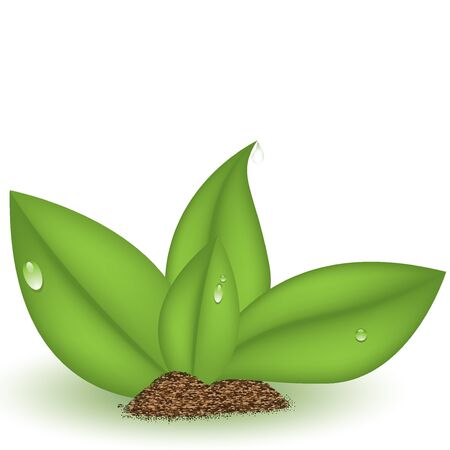 Green plant isolated white backgroundのイラスト素材
