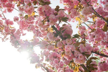 Cherry flowers sunny background