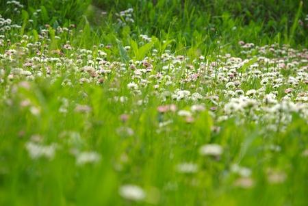 Dense daisy flower background の写真素材