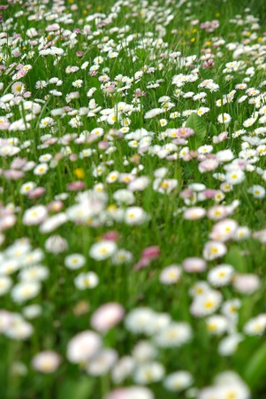 Dense daisy flower background の写真素材