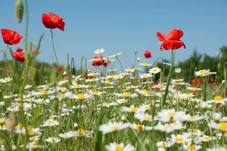 Beautiful red poppies field の写真素材