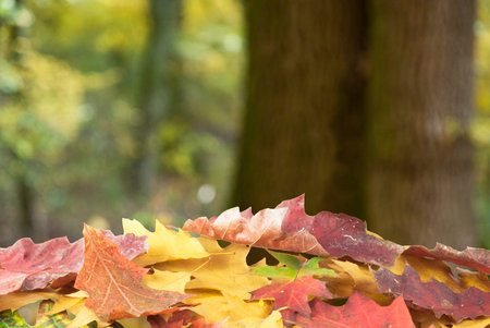 Autumn leaves background の写真素材