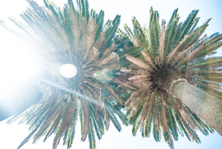 Palms from bottom view with sunlight の写真素材