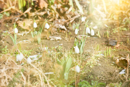 Snowdrop spring flower with snowの写真素材