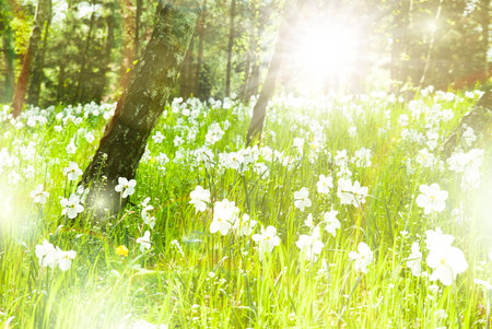 Beautiful flowers summer sunny backgroundの写真素材