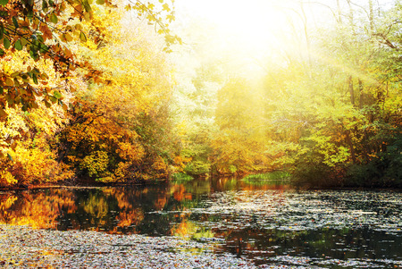 Colorful autumn sunny bright landscapeの写真素材