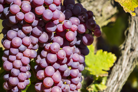 Vineyards in sunny autumn harvestの写真素材