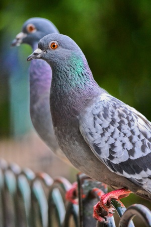 Two Doves in the parkの写真素材