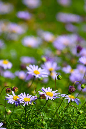 Blue Daisies in green gardenの写真素材