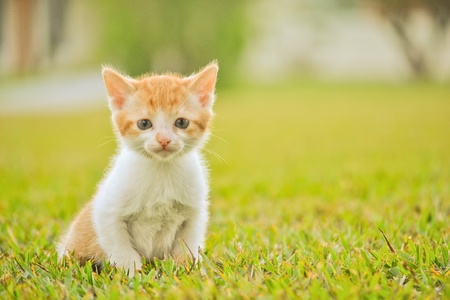 The photo shows a tiny kitten in a park with a face of innocenceの写真素材