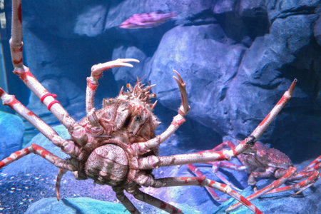 Alaska Large King Crab in Aquariumの写真素材