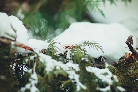 Wedding rings of gold on the branches of Christmas tree in winter in the snow.の写真素材