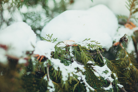 Wedding rings of gold on the branches of Christmas tree in winter in the snow.の写真素材