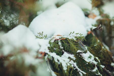 Wedding rings of gold on the branches of Christmas tree in winter in the snow.の写真素材