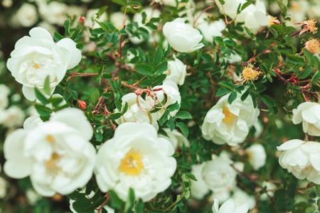 Gold wedding rings on a beautiful bush of white roses close-up in summer.の写真素材