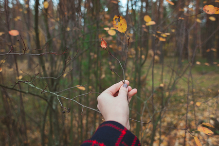 A girl is holding a yellow autumn leaf in her hand against the background of an autumn forest.の写真素材