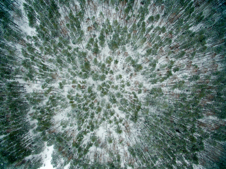 Winter forest. View from above. The photo was taken with a drone. Pine and fir forest in the snow.の写真素材