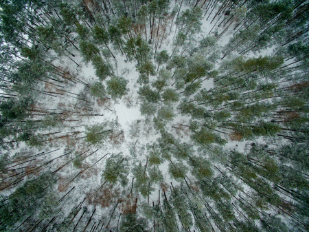 Winter forest. View from above. The photo was taken with a drone. Pine and fir forest in the snow.の写真素材