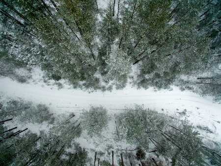 Winter forest and road. View from above. The photo was taken with a drone. Pine and spruce forest...