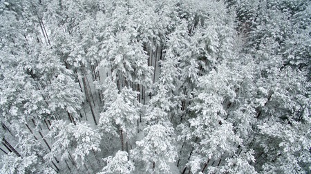 Winter forest. View from above. The photo was taken with a drone. Pine and fir forest in the snow.の写真素材