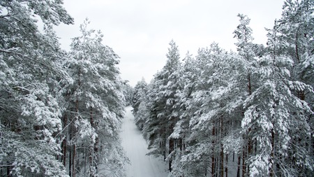 Winter forest and the road. View from above. The photo was taken with a drone. Pine and fir forest in the snow.の写真素材