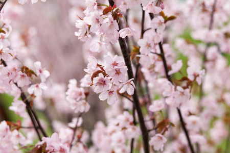 Bright and delicate pink flowers on an apple tree close-up.の写真素材