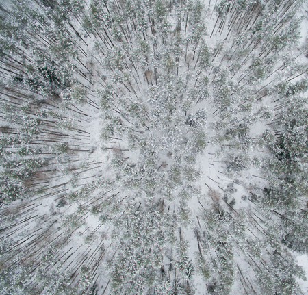 Winter forest. View from above. The photo was taken with a drone. Pine and fir forest in the snow.の写真素材