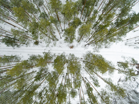 Winter landscape on road in a green forest. Drone view photo on a cloudy day. Aerial top view beautiful snowy landscape.の写真素材