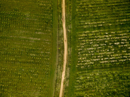 Nature landscape blooming apple orchard with the sand road. Photo from a height in springの写真素材