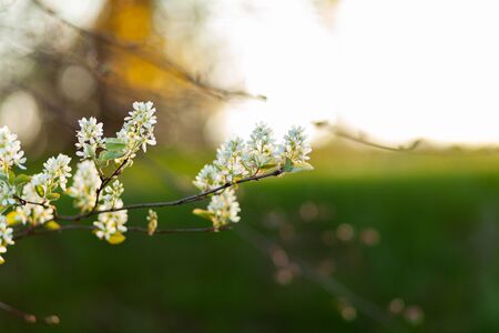 Apple tree flowers close-up. Spring sunset. Photo with a blurred green background.の写真素材