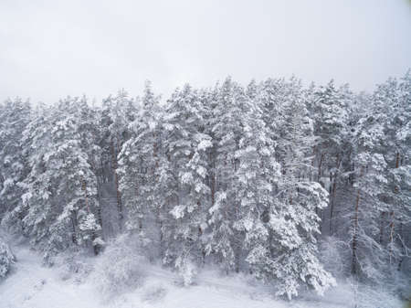Winter coniferous snowy forest. Nature photography. Landscape side view.の写真素材