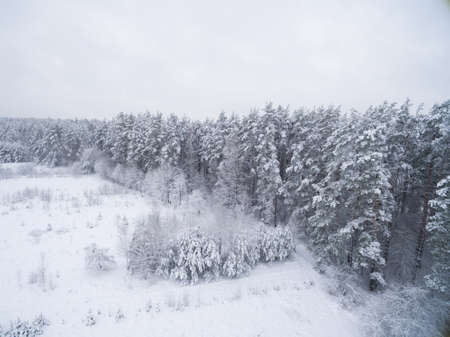 Winter coniferous snowy forest. Nature photography. Landscape side view.の写真素材