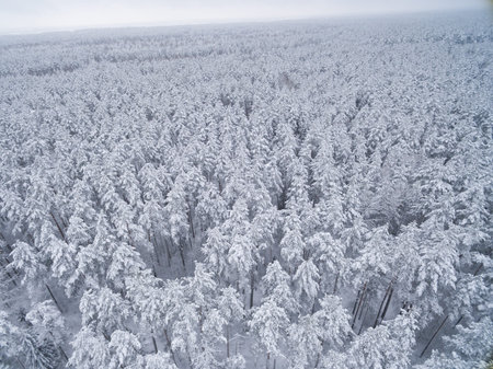 Winter coniferous snowy forest. Nature photography. Landscape top view.の写真素材