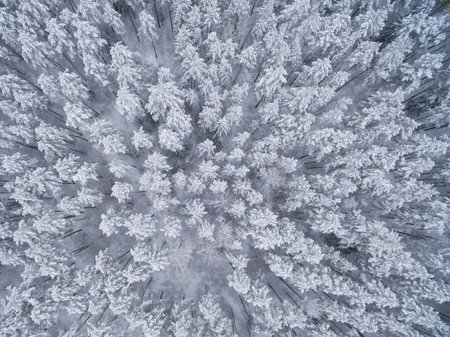 Winter coniferous snowy forest. Nature photography. Landscape top view.の写真素材