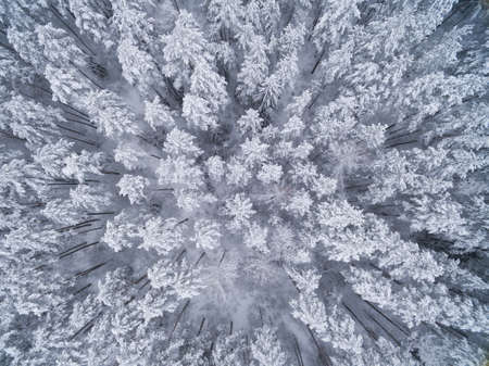 Winter coniferous snowy forest. Nature photography. Landscape top view.の写真素材