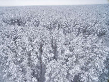 Winter coniferous snowy forest. Nature photography. Landscape top view.の写真素材