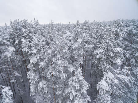 Winter coniferous snowy forest. Nature photography. Landscape side view.の写真素材