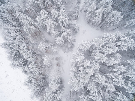 Winter coniferous snowy forest. Nature photography. Landscape top view.の写真素材