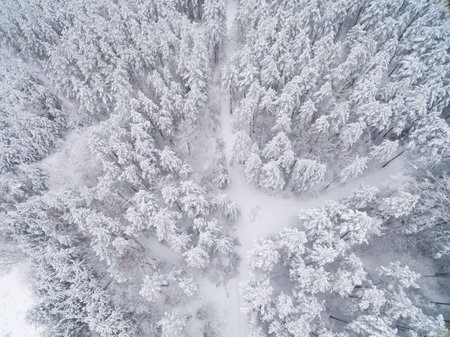 Winter coniferous snowy forest. Nature photography. Landscape top view.の写真素材